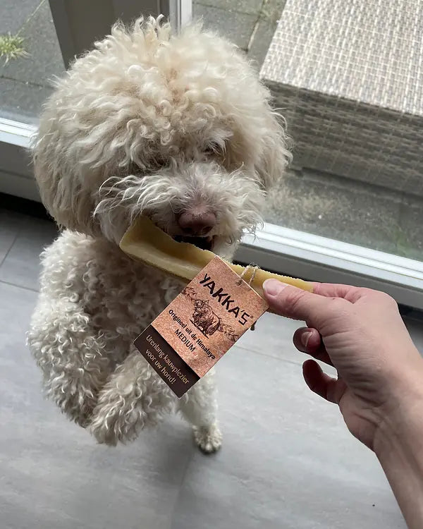 Kundenfoto: weißer Lockenhund nimmt einen Yakka's-Stick aus der Hand