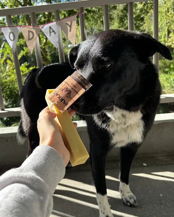 Kundenfoto: schwarz-weißer Hund schnuppert an einem Yakka's-Stick
