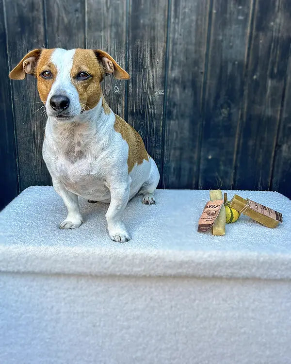 Kundenfoto: Jack Russell Terrier sitzt auf einer weißen Bank, daneben Sticks mit Yakka's-Anhänger