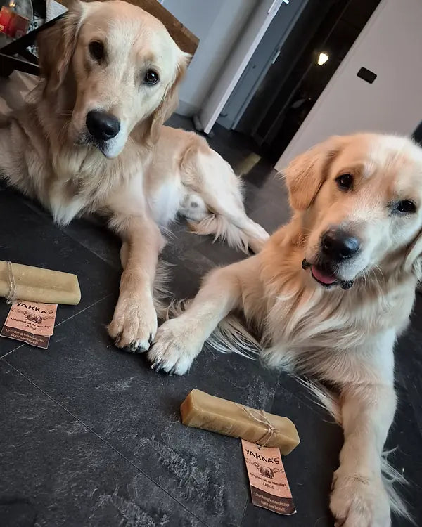 Kundenfoto: zwei Golden Retriever liegen auf Schieferboden, vor beiden ein Stick mit Anhänger