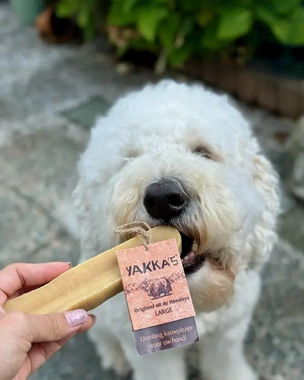 Kundenfoto: weißer Doodle hat einen Stick mit Yakka's-Anhänger im Maul, eine Hand hält das andere Ende